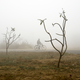 Thick fog envelopes a bicyclist outside New Delhi, India, on January 1, 2018. Photo: AP